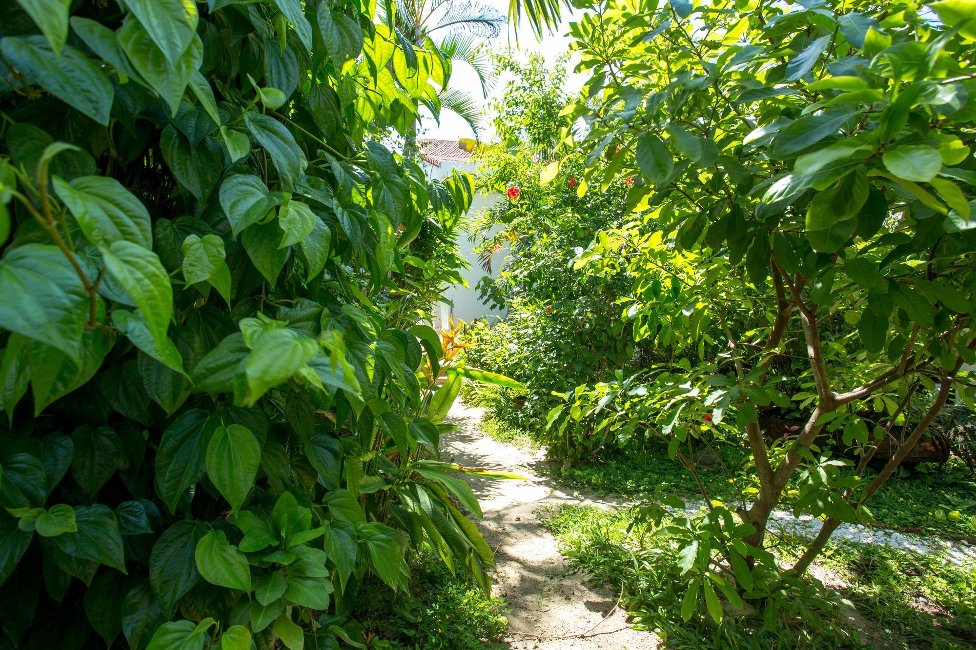 Red Flower Cottages Homestay Hoi An Esterno foto